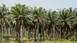 Heartbreaking: Oil Palm Farmers Evicted with Security Forces’ Involvement, Land Dispute in Central Kalimantan Triggers Injustice and Threatens People’s Livelihoods Heartbreaking: Oil Palm Farmers Evicted with Security Forces’ Involvement, Land Dispute in Central Kalimantan Triggers Injustice and Threatens People’s Livelihoods
