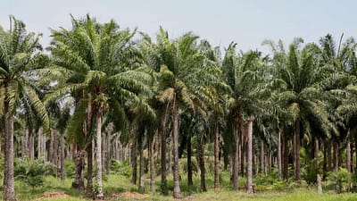 Heartbreaking: Oil Palm Farmers Evicted with Security Forces’ Involvement, Land Dispute in Central Kalimantan Triggers Injustice and Threatens People’s Livelihoods Heartbreaking: Oil Palm Farmers Evicted with Security Forces’ Involvement, Land Dispute in Central Kalimantan Triggers Injustice and Threatens People’s Livelihoods