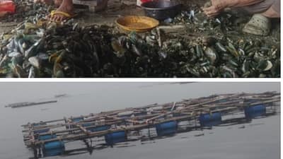 Cilincing Green Mussel Cultivation Ready for Expansion; Managers Seek Government and Banking Support to Strengthen Coastal Community Economy Cilincing Green Mussel Cultivation Ready for Expansion; Managers Seek Government and Banking Support to Strengthen Coastal Community Economy