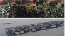 Cilincing Green Mussel Cultivation Ready for Expansion; Managers Seek Government and Banking Support to Strengthen Coastal Community Economy Cilincing Green Mussel Cultivation Ready for Expansion; Managers Seek Government and Banking Support to Strengthen Coastal Community Economy